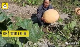 礼县网红吃瓜事件真相是真的吗,真相揭秘，还原事件始末